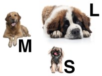Dog Sizes